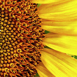 Narrow Vertical Sunflower Close-up by Bob Decker