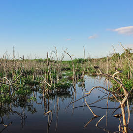 Natural Marsh by Francois Gendron