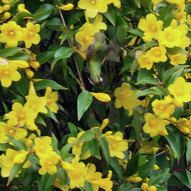 Nectar Time HUMMINGBIRD Yellow Jasmine