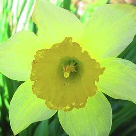Neon Daffodil by Jackie Locantore