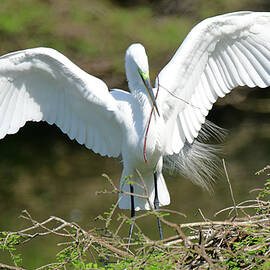 Nest Building by Stuart Harrison