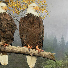 Nesting Pair Of Bald Eagles by R christopher Vest