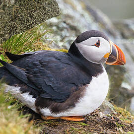 Nesting Puffin Portrait by Allan Van Gasbeck