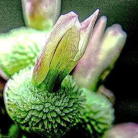 late summer Canna  buds  by Dennis Baswell