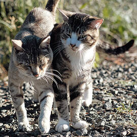Cat Friends Journey by Chriss Pagani