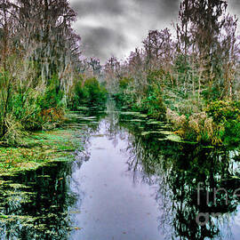 New Orleans Swamp by Ann Pride