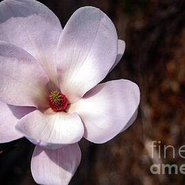 New York Saucer Magnolia Bloom by Bob Phillips