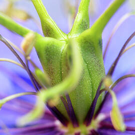 Nigella damascena Super Macro by Wim Lanclus