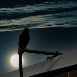 Night Bird by Kelly Larson