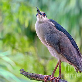 Night Heron Day Delight by Judy Kay