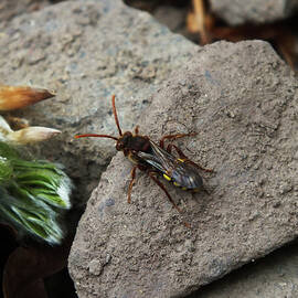 Nomad Bee on Gravel by James Dower