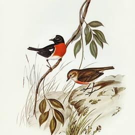 Norfolk Island Robin, Petroica erythrogastra by John Gould