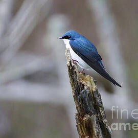 Norris Lake Tree Swallow by Douglas Stucky