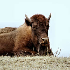 North Dakota Bison 12 - Resting - Theodore Roosevelt National Park - North Unit by John Trommer