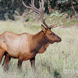 Northern California Roosevelt Elk by Scott Pellegrin