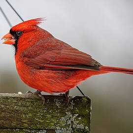 Northern Cardinal by Brad Hartig - BTH Photography