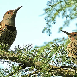Northern Flicker Sisters by Peggy Collins