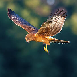 Northern Harrier Hunting by Ray Whitt