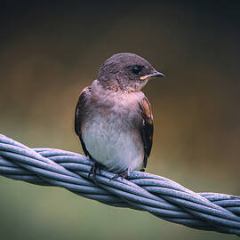 Northern Rough-Winged Swallow Portrait by Chad Meyer