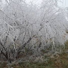 November Frost