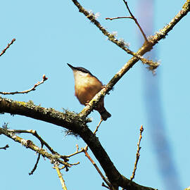 Nuthatch in a Tree by James Dower