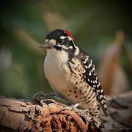 Nutthalls Woodpecker by Johanne Strong
