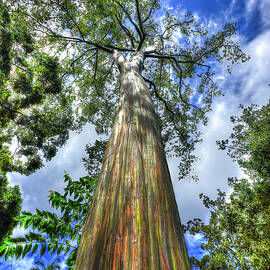 Oahu HI Rainbow Eucalyptus Tree Wahiawa Botanical Garden Forestry Art  by Reid Callaway