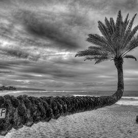 Oahu HI The Best Hawaiian Palm Tree BW Sunset Beach North Shore Landscape Seacape Art  by Reid Callaway