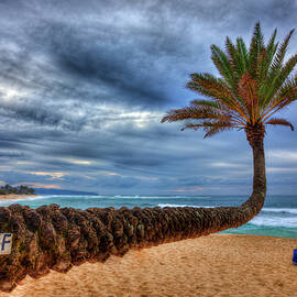 Oahu HI The Unique Majestic Palm Tree Sunset Beach North Shore Landscape Seascape Art by Reid Callaway