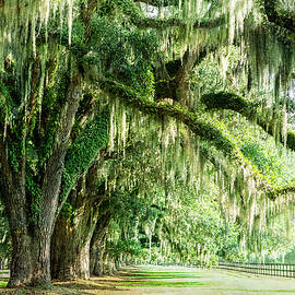 Oak Tree Corridor In The Morning by Nancy Carol Photography
