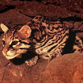 Ocelot, A Hunter At Night by Douglas Taylor