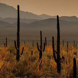 Ocotillo and Saguaros in the Tucson Mts. by Dave Wilson