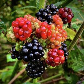 October Berries by Richard Cummings