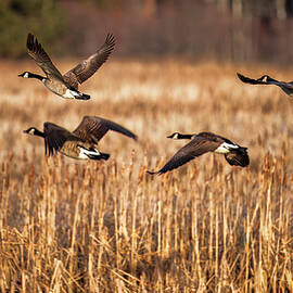 Off and Away Geese by Christopher Johnson