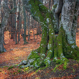 Old Beech forest by Igor Klyakhin