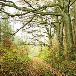 Old Oaks Trail by Slawek Aniol