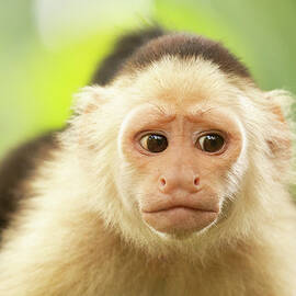 OMG - White-faced capuchin monkey by Roeselien Raimond