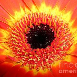On Fire...Gerbera Daisy by Lesley Evered