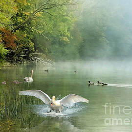 On Misty Pond by Morag Bates