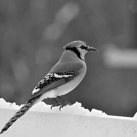 On The Fence in Black and White by Rebekah Schweizer