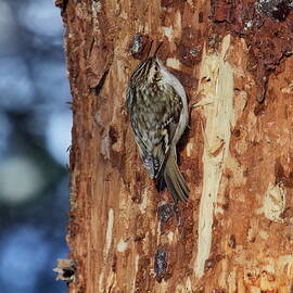 On the lost bark zone. Treecreeper by Jouko Lehto