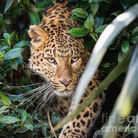 On the Prowl  by Deacon Jameson