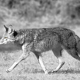 On the Prowl in Black and White II by David Barker