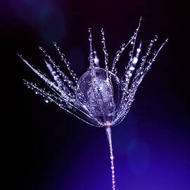 One Dandelion Seed by Sandi Kroll