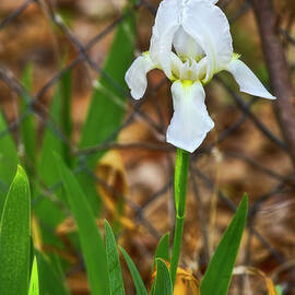 One Iris by Joan Bertucci