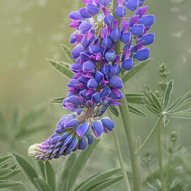 One Lupine Still Standing by Sylvia Goldkranz