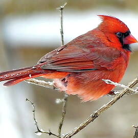 One More Shot of Northern Cardinal Male In Winter by Lyuba Filatova