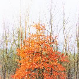 One Orange Tree  by Lori Frisch