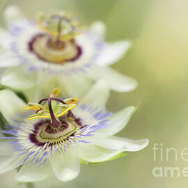 One Passion Flower Standing Out by Linda D Lester