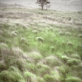 One Tree in the Soft Irish Mist by Debra and Dave Vanderlaan